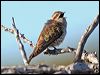 horsfieldsbronzecuckoo38368
