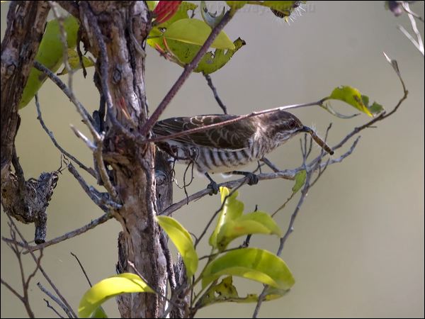 Horsfield's Bronze Cuckoo horsfbronzecuckoo_105376.psd