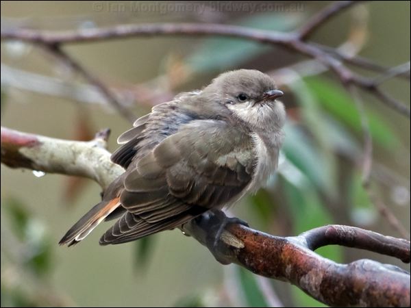 Horsfield's Bronze Cuckoo horsfbronzecuckoo_128499.psd