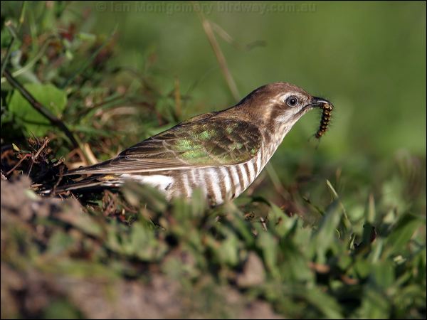 Horsfield's Bronze Cuckoo horsfieldsbronzecuckoo18691.jpg