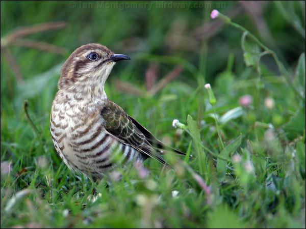 Horsfield's Bronze Cuckoo horsfieldsbronzecuckoo18716.jpg