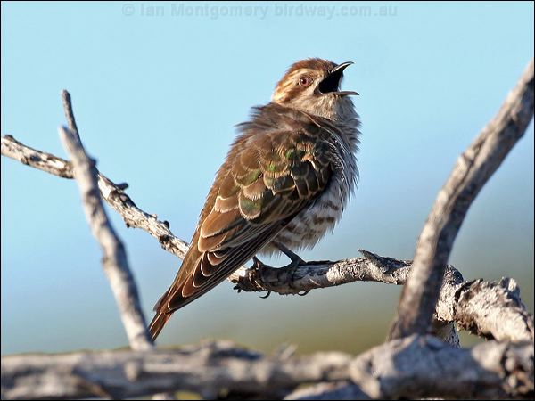 Horsfield's Bronze Cuckoo horsfieldsbronzecuckoo38368.jpg
