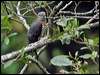 indian_cuckoo_17147