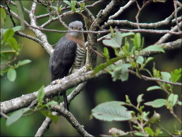 Indian Cuckoo indian_cuckoo_17147.jpg