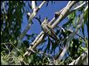 goulds_bronzecuckoo_15400