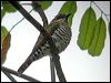 goulds_bronzecuckoo_20022