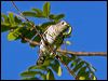 little_bronzecuckoo_115187