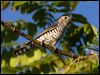 little_bronzecuckoo_115209