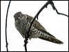 little_bronzecuckoo_16547