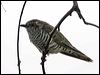 little_bronzecuckoo_16553