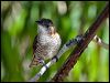 little_bronzecuckoo_80051
