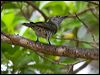 Thumbnail link to gallery of Little Bronze-Cuckoo