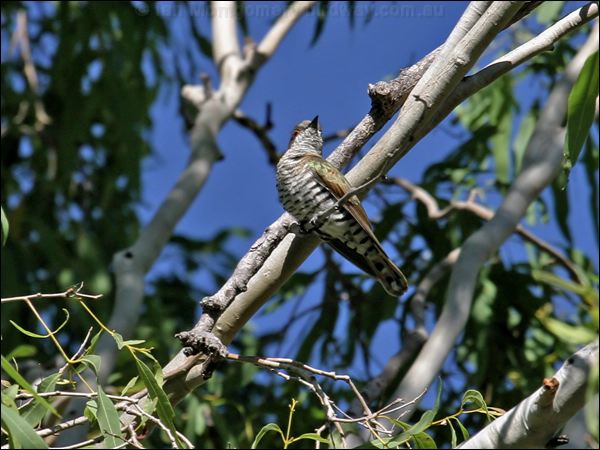Little Bronze Cuckoo goulds_bronzecuckoo_15400.jpg