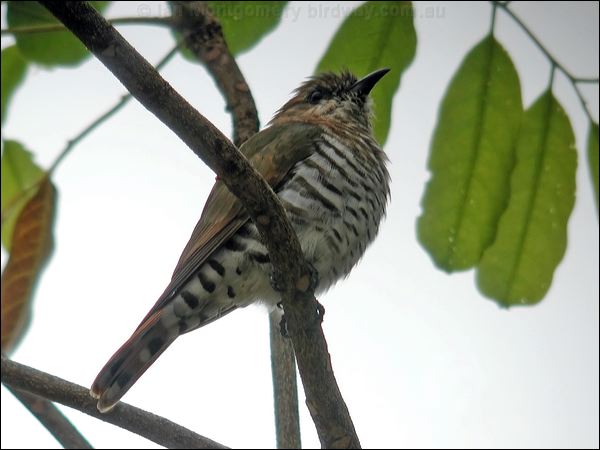 Little Bronze Cuckoo goulds_bronzecuckoo_20022.jpg