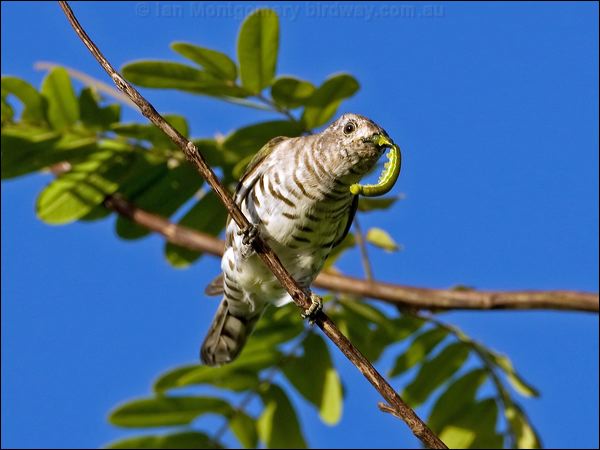 Little Bronze Cuckoo little_bronzecuckoo_115187.psd