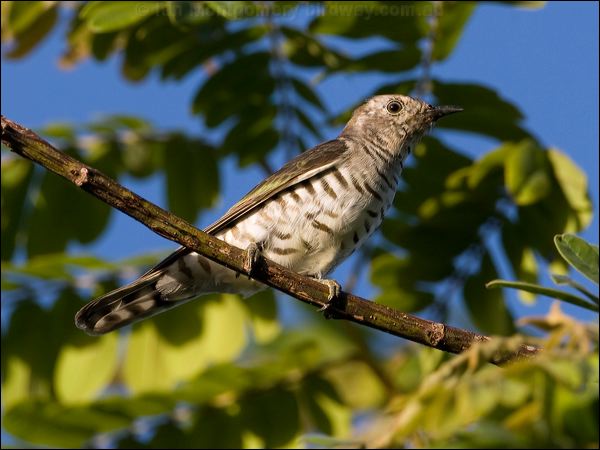 Little Bronze Cuckoo little_bronzecuckoo_115209.psd