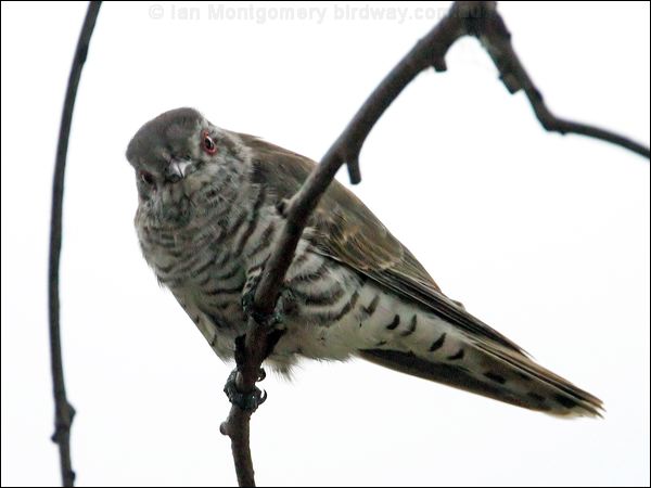 Little Bronze Cuckoo little_bronzecuckoo_16547.jpg