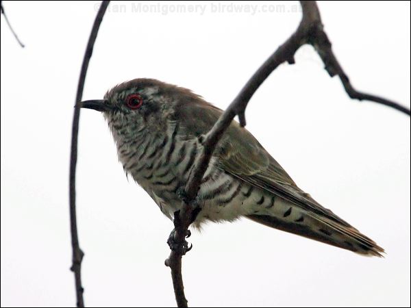 Little Bronze Cuckoo little_bronzecuckoo_16553.jpg