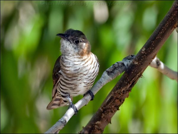 Little Bronze Cuckoo little_bronzecuckoo_80051.jpg