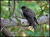 oriental_cuckoo_14437