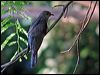 oriental_cuckoo_14536