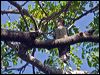 oriental_cuckoo_1566063