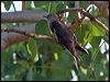 oriental_cuckoo_163541