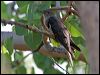 oriental_cuckoo_163544