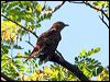 oriental_cuckoo_28113