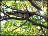 oriental_cuckoo_28121