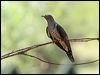 oriental_cuckoo_61134