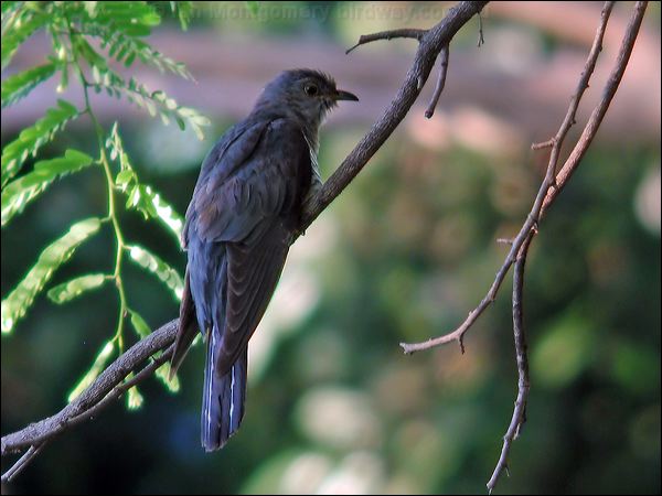 Oriental Cuckoo oriental_cuckoo_14536.jpg
