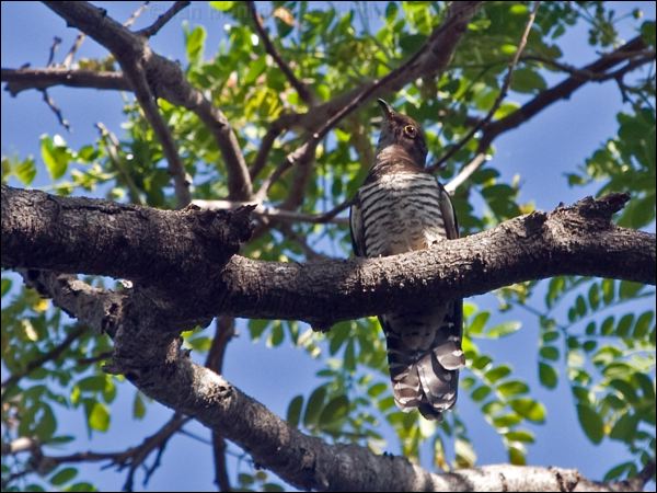 Oriental Cuckoo oriental_cuckoo_1566063.psd