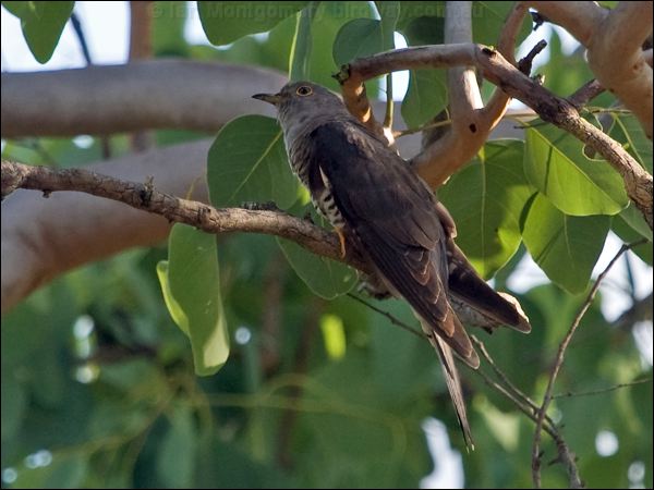 Oriental Cuckoo oriental_cuckoo_163541.psd