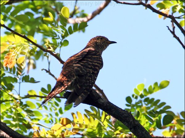 Oriental Cuckoo oriental_cuckoo_28113.jpg