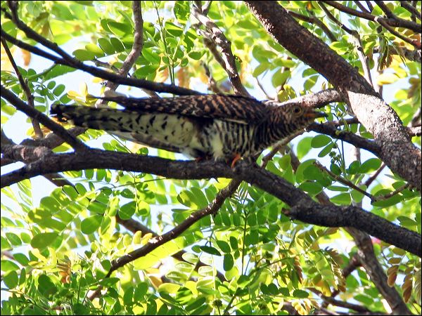 Oriental Cuckoo oriental_cuckoo_28121.jpg