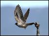 pallid_cuckoo_00809