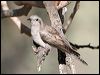pallid_cuckoo_37390