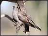 pallid_cuckoo_37404