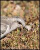 pallid_cuckoo_37432