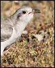 pallid_cuckoo_37433