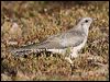 pallid_cuckoo_37444