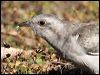 Thumbnail link to gallery of Pallid Cuckoo