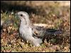 pallid_cuckoo_37473