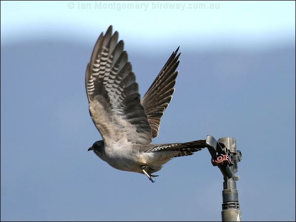 Pallid Cuckoo pallid_cuckoo_00809.jpg