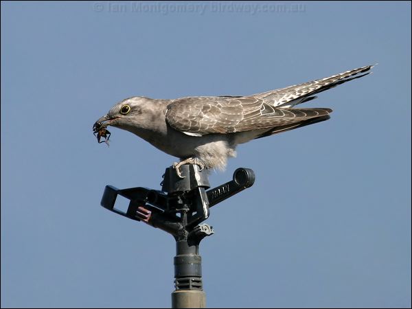 Pallid Cuckoo pallid_cuckoo_00814.jpg