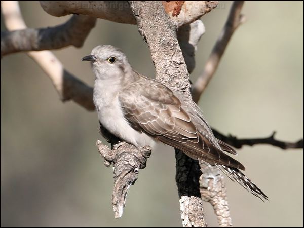 Pallid Cuckoo pallid_cuckoo_37390.jpg