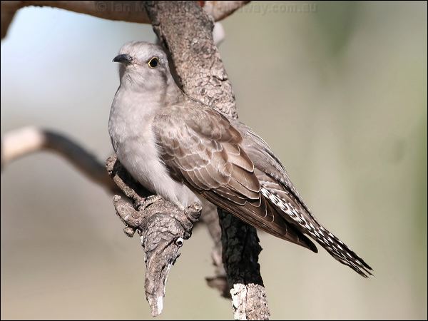 Pallid Cuckoo pallid_cuckoo_37404.jpg