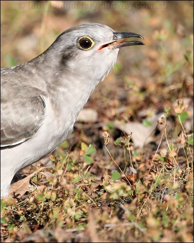 Pallid Cuckoo pallid_cuckoo_37433.jpg
