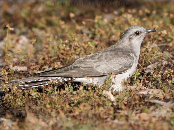 Pallid Cuckoo pallid_cuckoo_37444.jpg